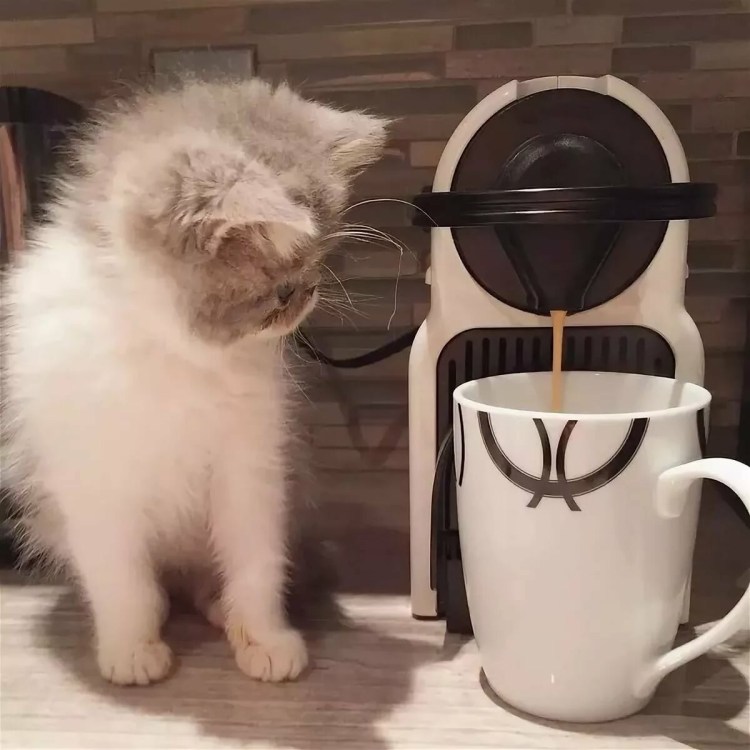 Котик в чашке