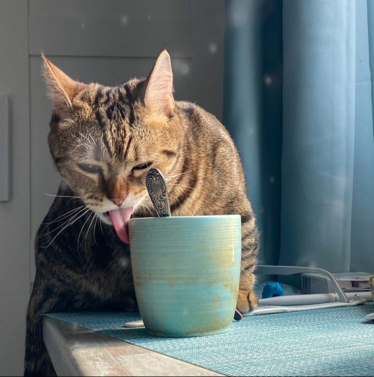 Котик с чашкой кофе