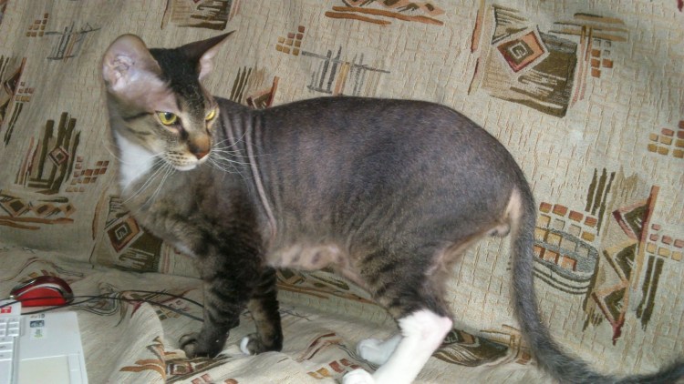 Кошка сфинкс метис