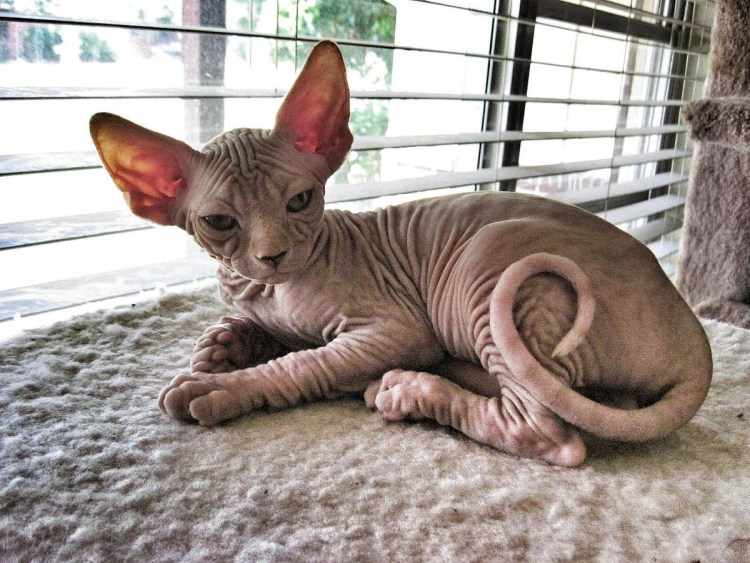 Украинский левкой страйт