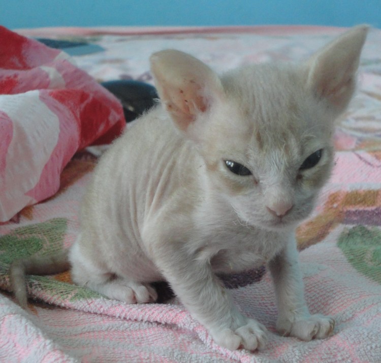 Обычная кошка без шерсти