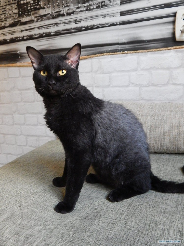 Котенок метис сфинкс