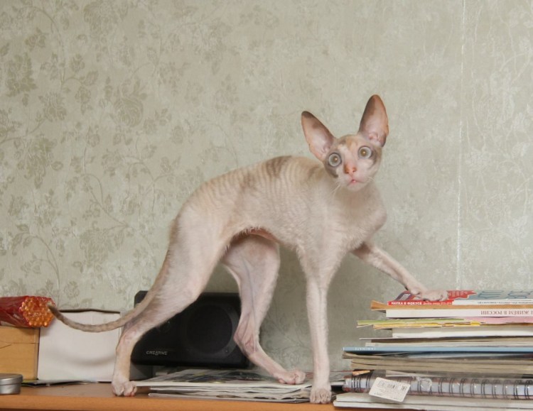 Метис Мейн куна и сфинкса