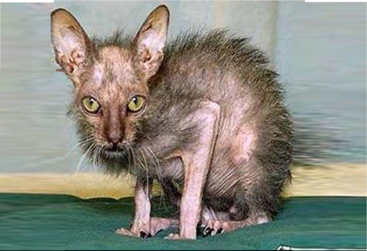 Метис сфинкса и обычной кошки