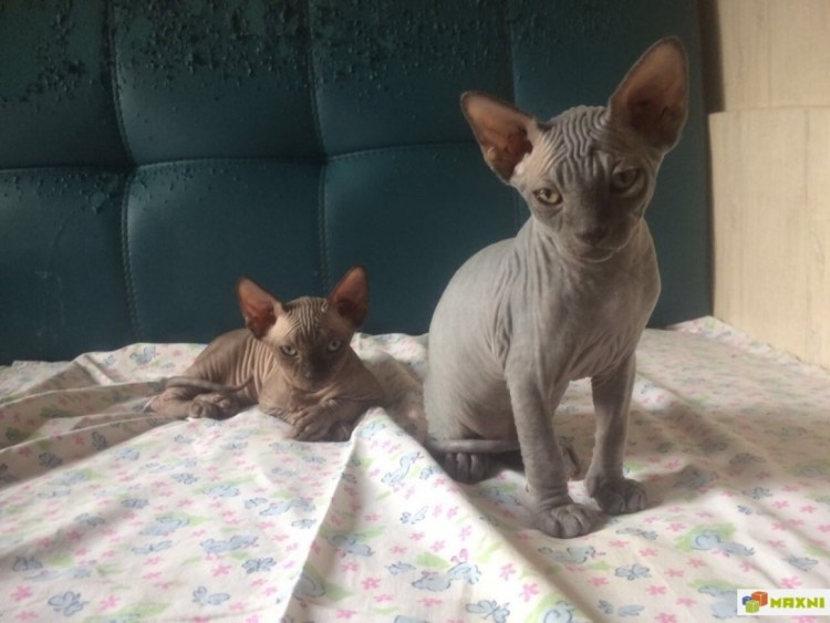 Котёнок сфинкс 4 месяца фото