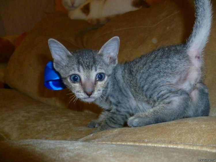 Метис сфинкса и британца