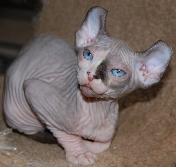 Скоттиш фолд фолд