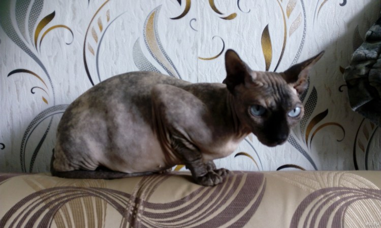 Сфинкс кошка с шерстью браш