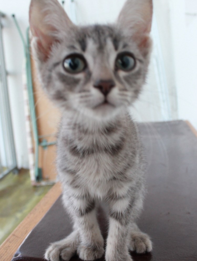 Метис Мейн куна и сфинкса