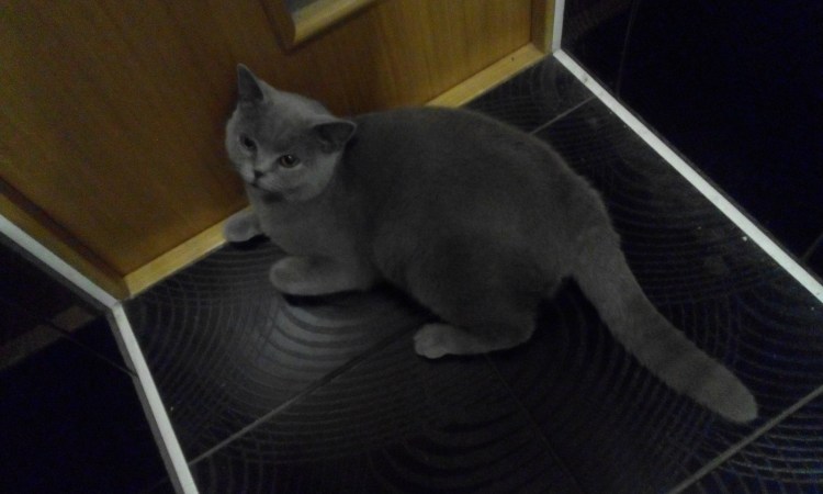 Метис Корниш Рекса