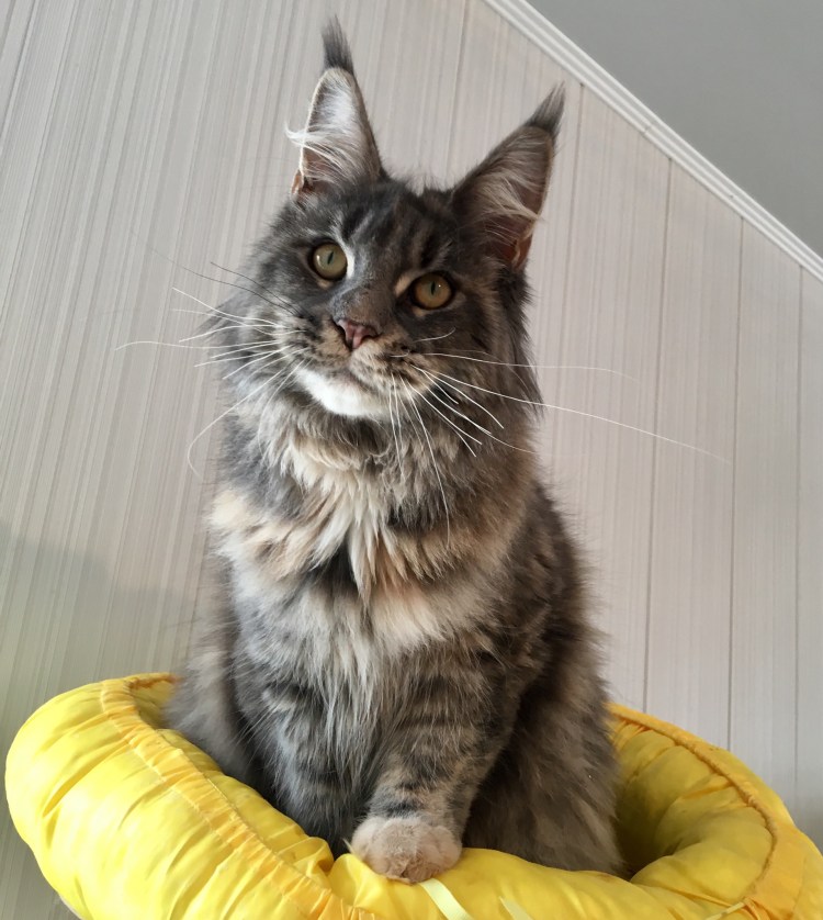 Мейн кун взрослый кот