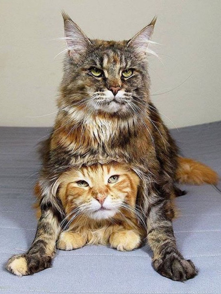 Мейн кун взрослый кот