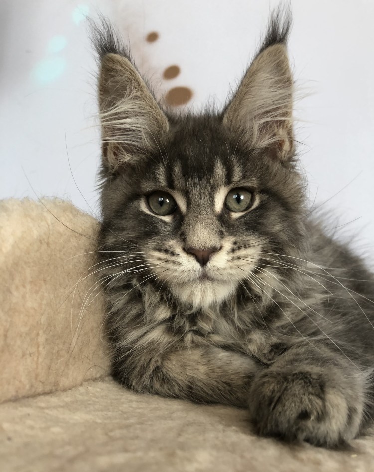 Взрослая кошка Мейн кун