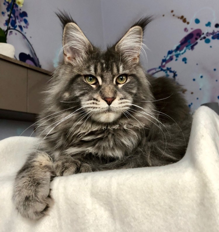 Кошка Мейн кун