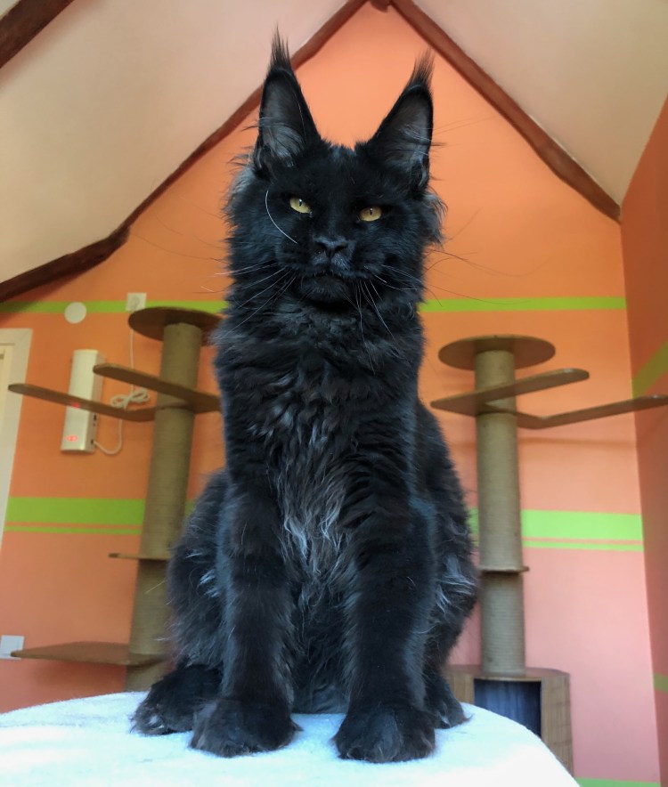 Мейн кун девочка взрослая