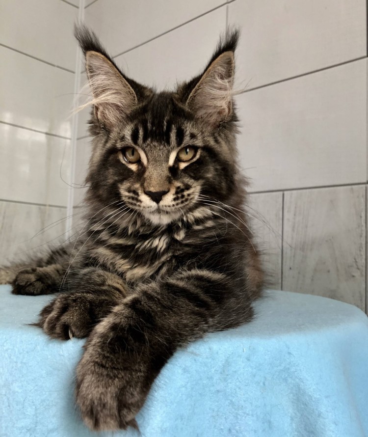 Кот Мейн кун с человеком