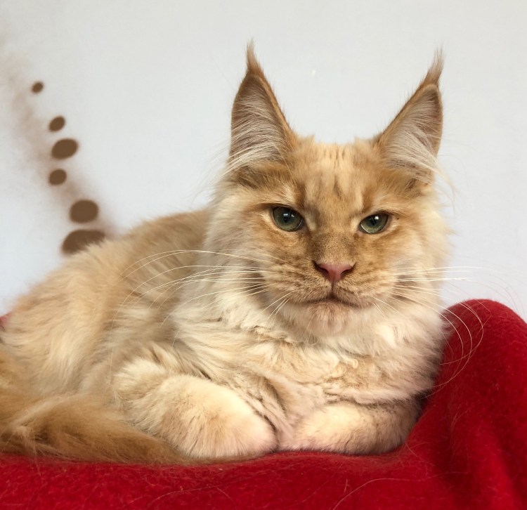 Взрослая кошка Мейн кун