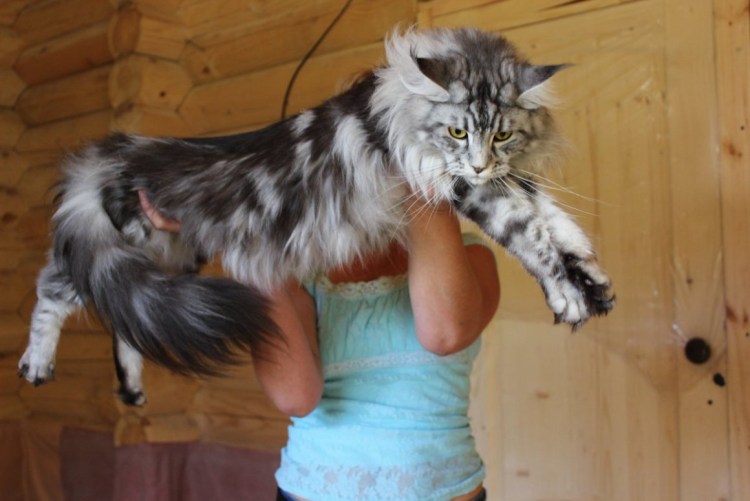 Кот Мейн кун