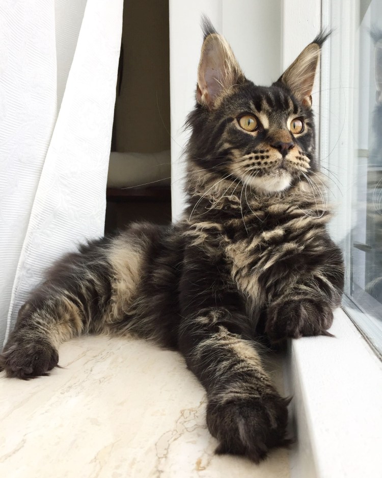 Мейнкун кот