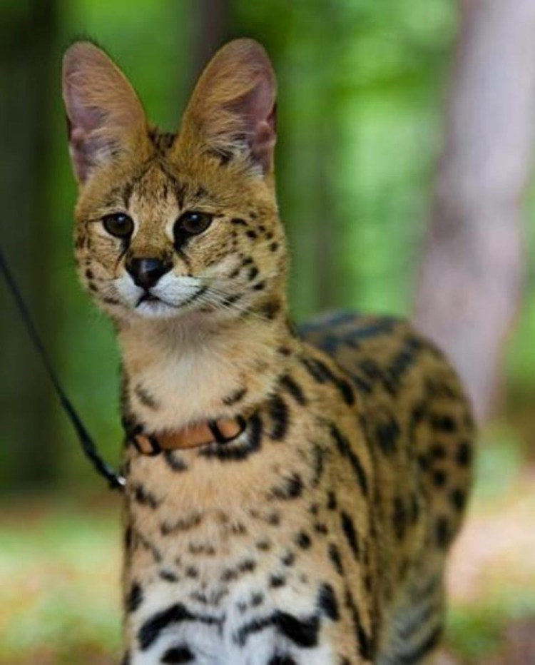 Африканский сервал домашний