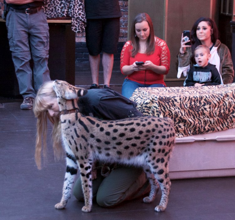 Кот сервал гуччи