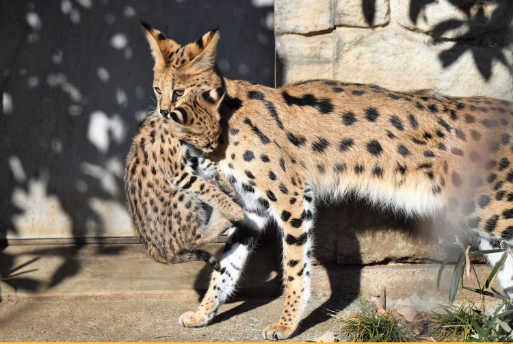 Сервал Афони