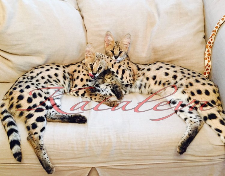 Сервал меланист