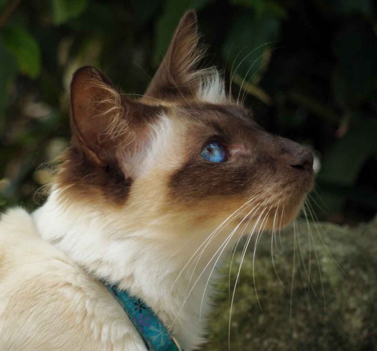 Сиамский балинезийский кот