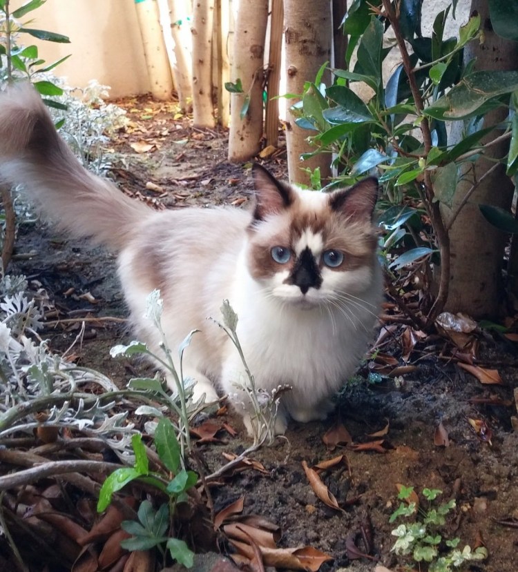 Сиамский балинезийский кот