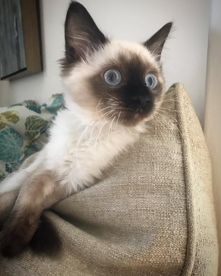 Балинезийская кошка