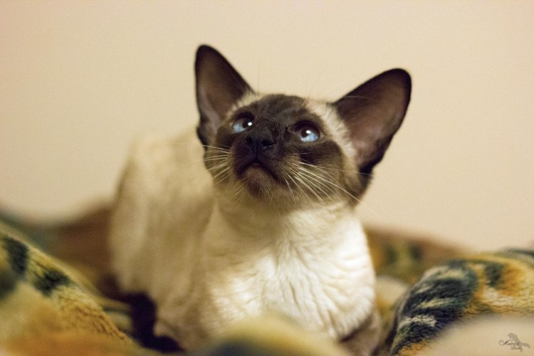 Сиамский балинезийский кот