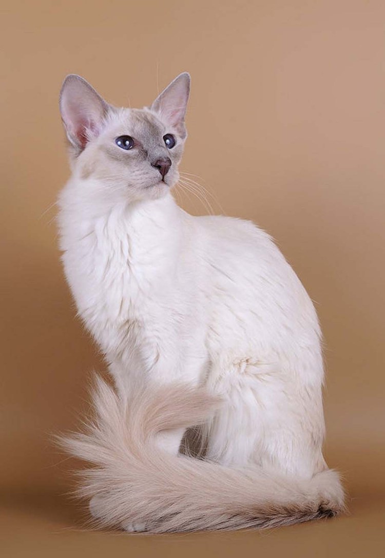 Балинезийская (Балинез, балийская)