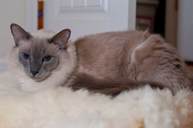 Балинезийская кошка