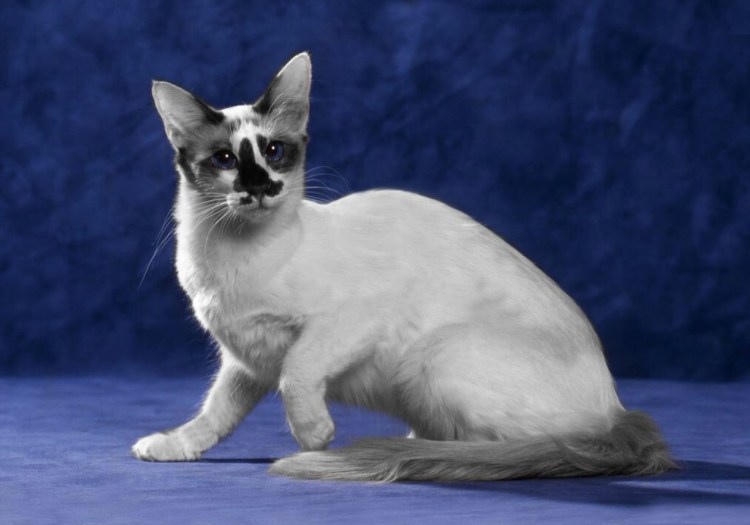 Балинезийская кошка