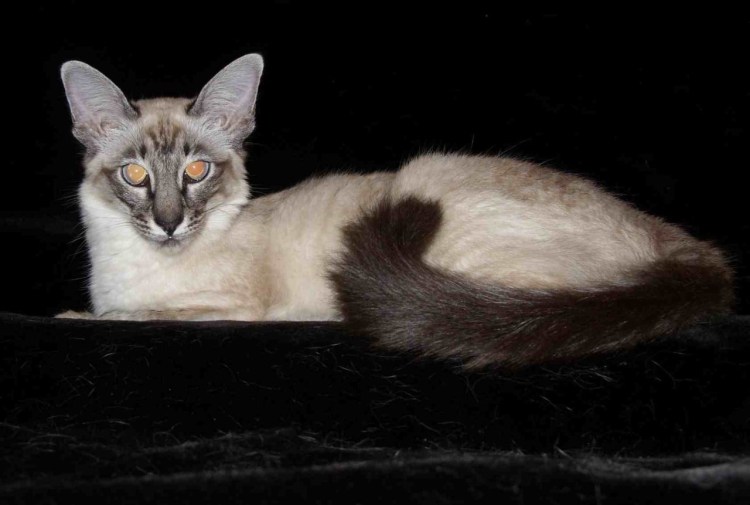 Сиамский балинезийский кот