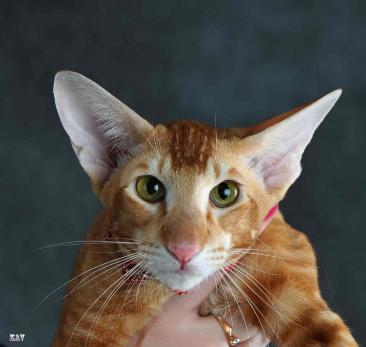Кот Ориентал рыжий