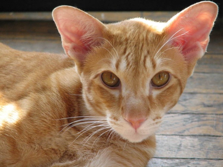 Ориенталы кошки рыжие