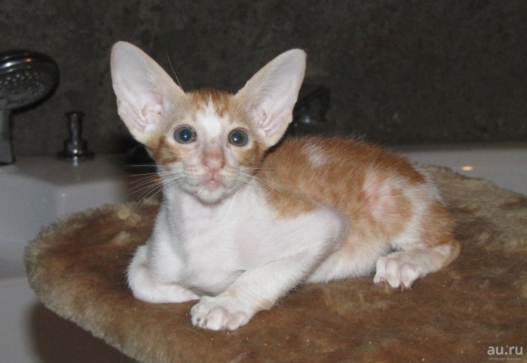 Ориентальные котята