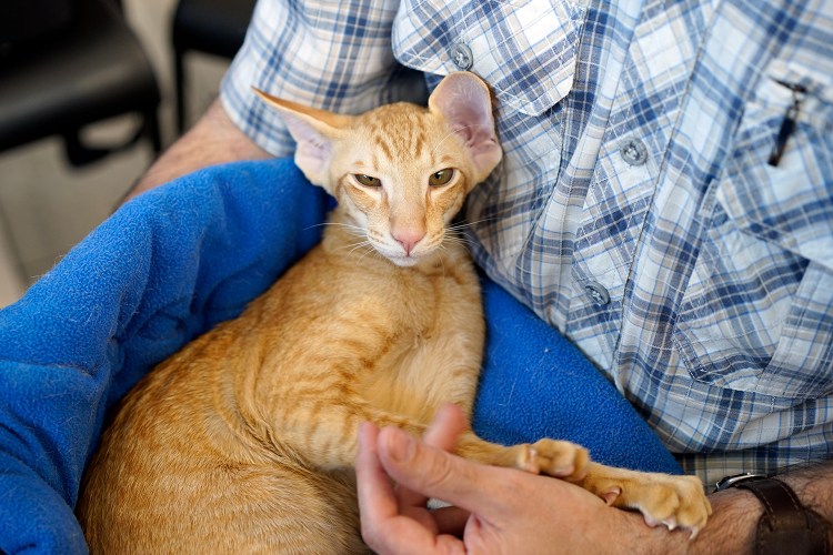 Яванез кошка