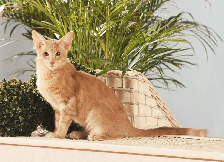 Красный тебби ориентальный кот