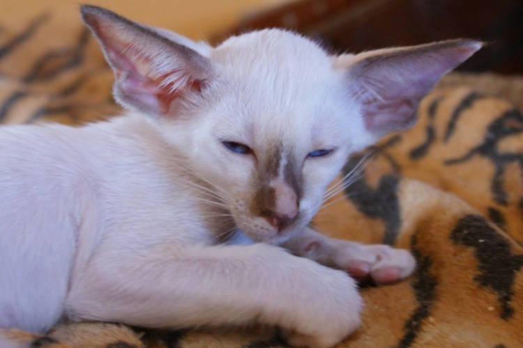 Ориентальная кошка рыжая