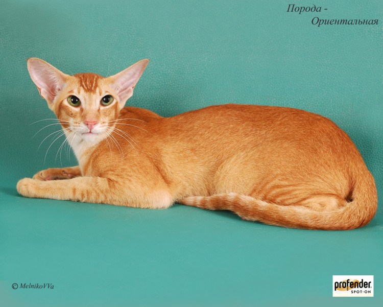 Египетская Ориентальная кошка