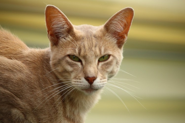 Египетский Ориентал