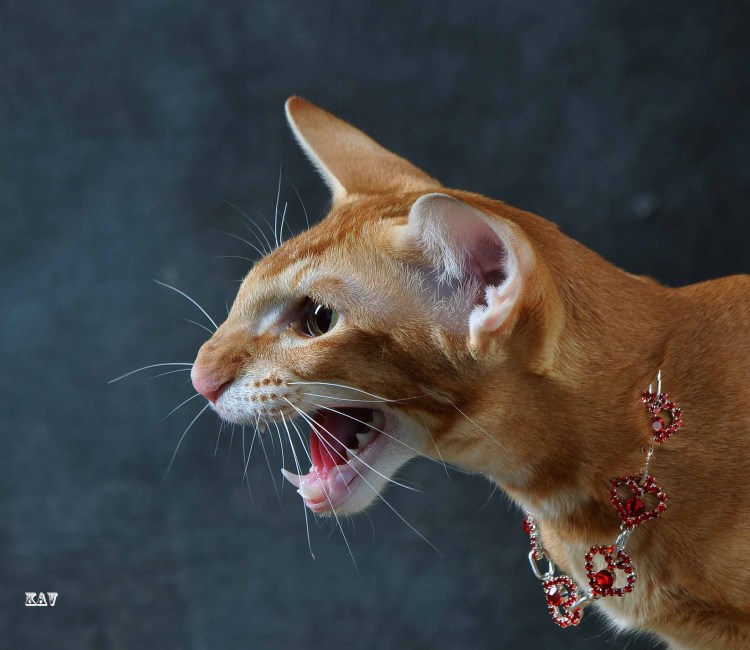 Рыжий кот породы Ориентал