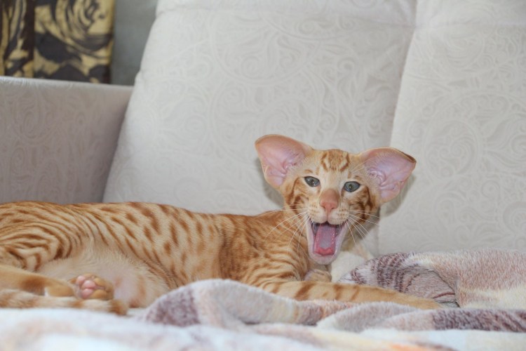 Красный ориентальный кот