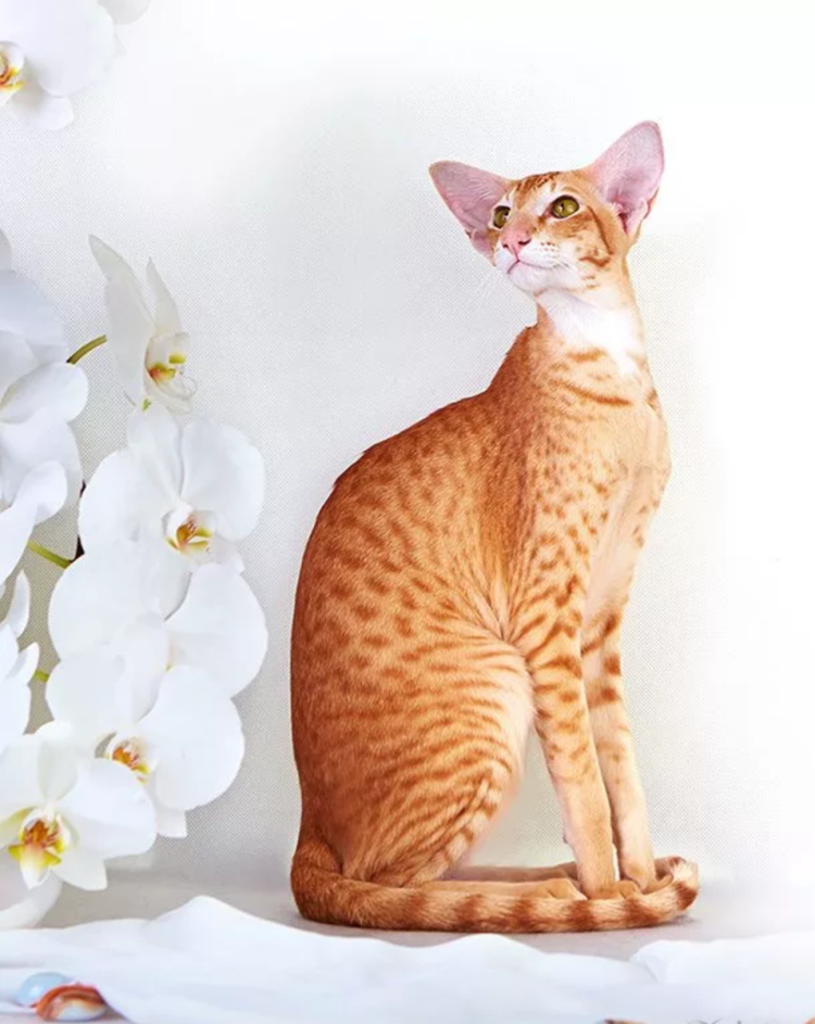 Кот Ориентал рыжий