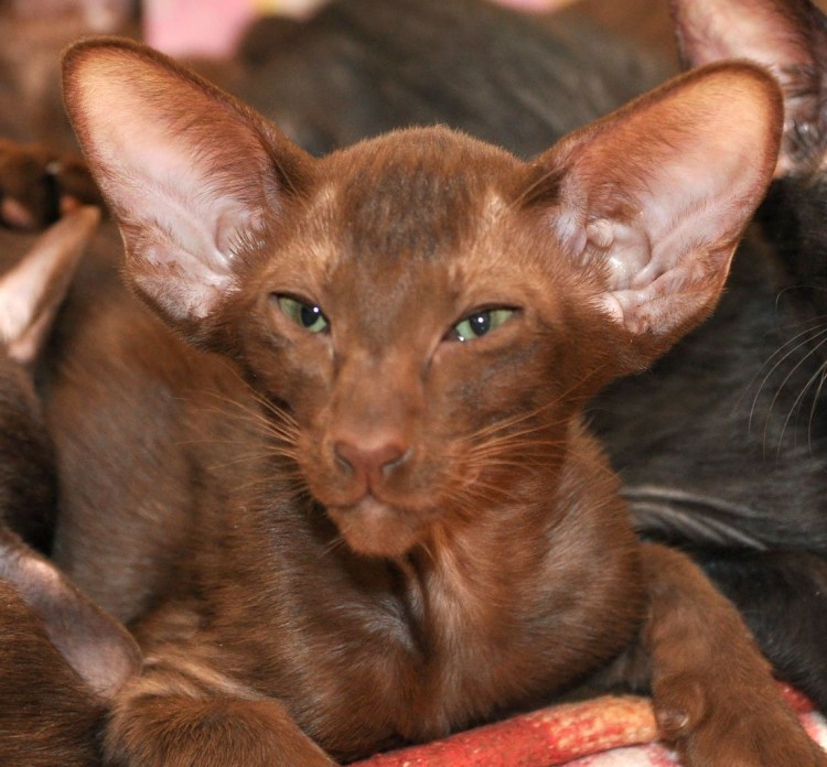Ориентальный кот окрас циннамон