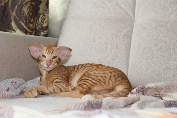 Ориентальная длинношерстная кошка