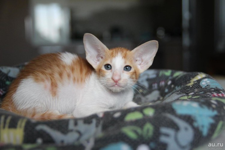 Кошка Ориентал рыжая