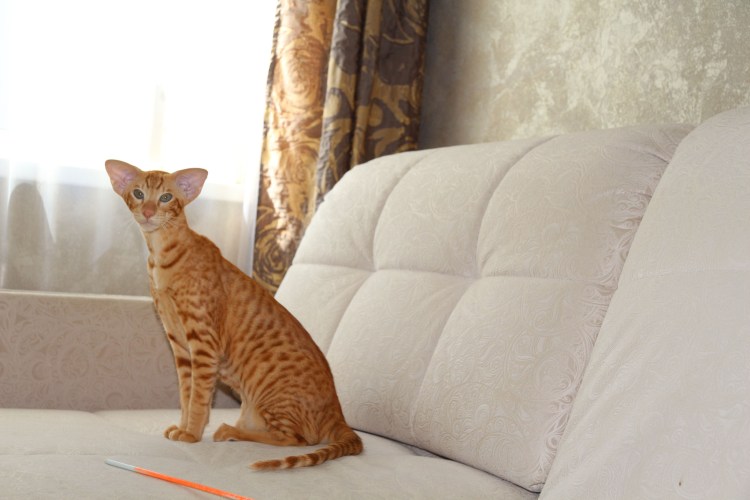 Бело рыжий ориентальный кот